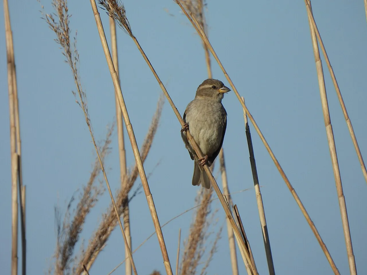 Acrocephalidae