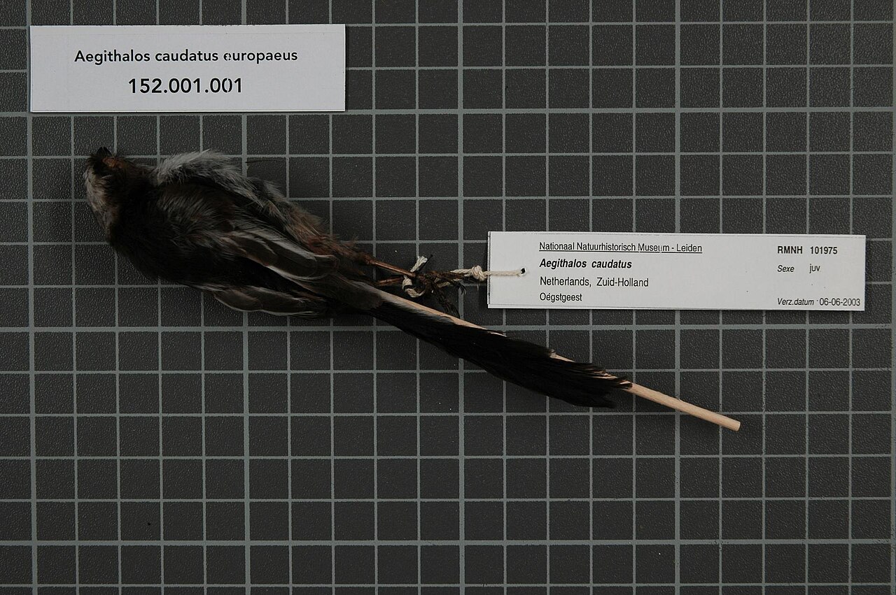 Aegithalidae