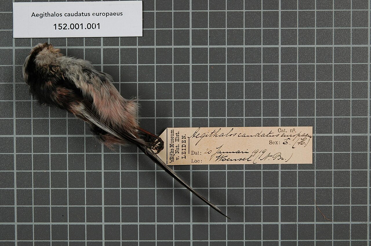Aegithalidae