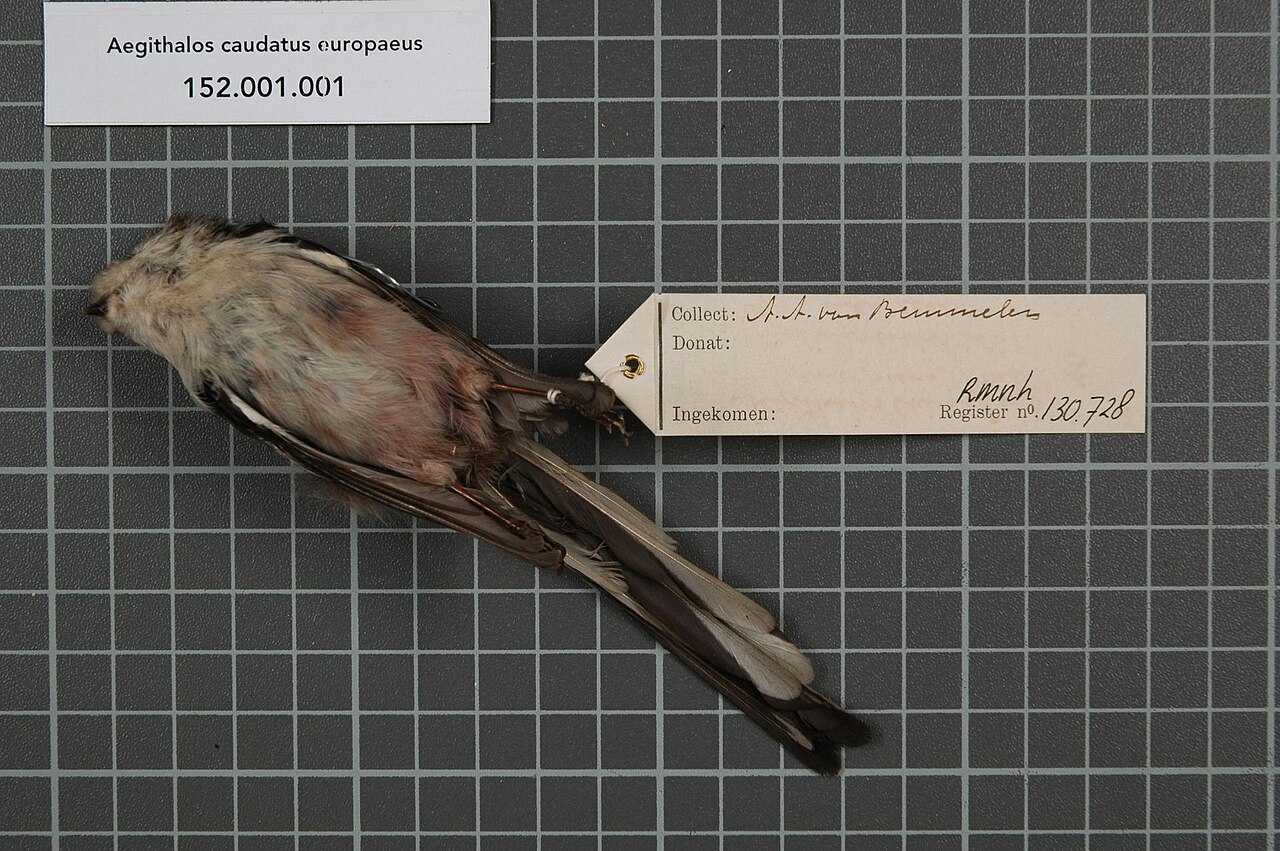 Aegithalidae
