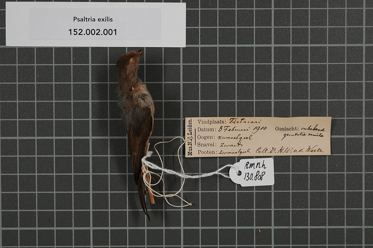 Aegithalidae