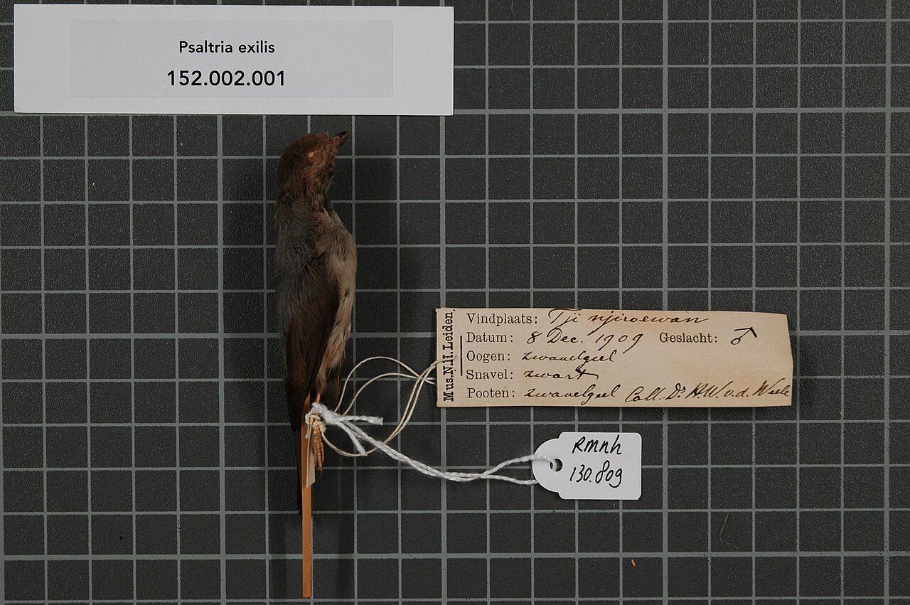 Aegithalidae
