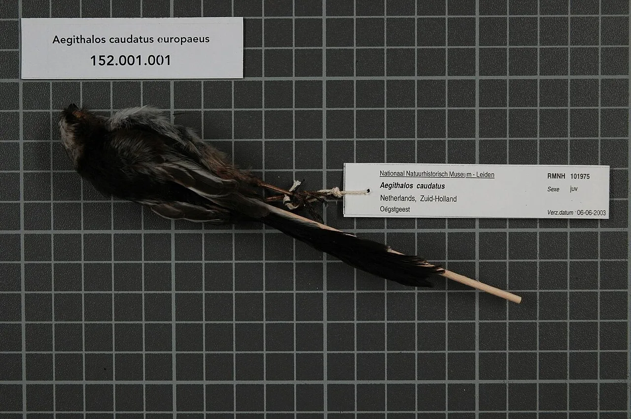 Aegithalidae