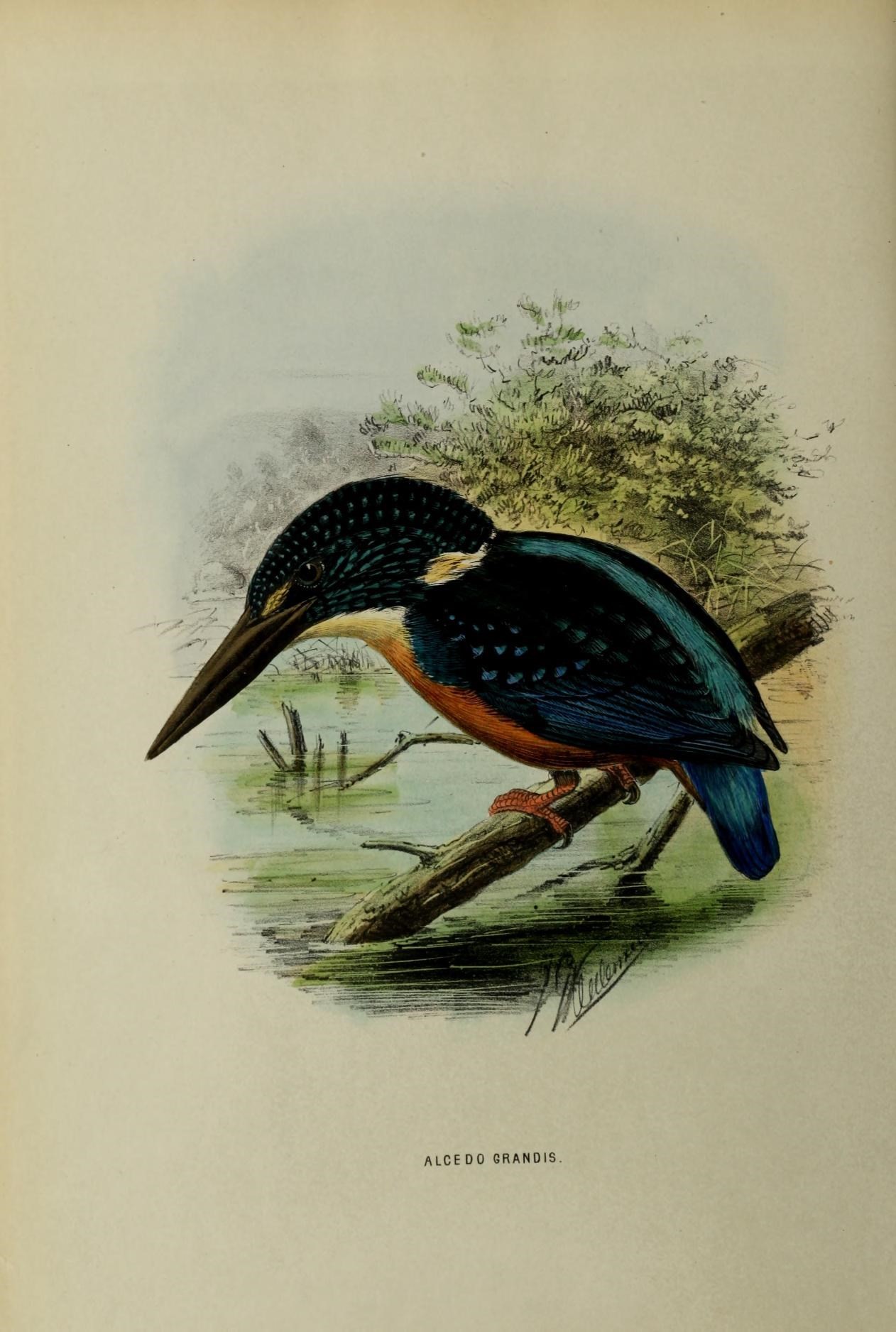 Alcedinidae