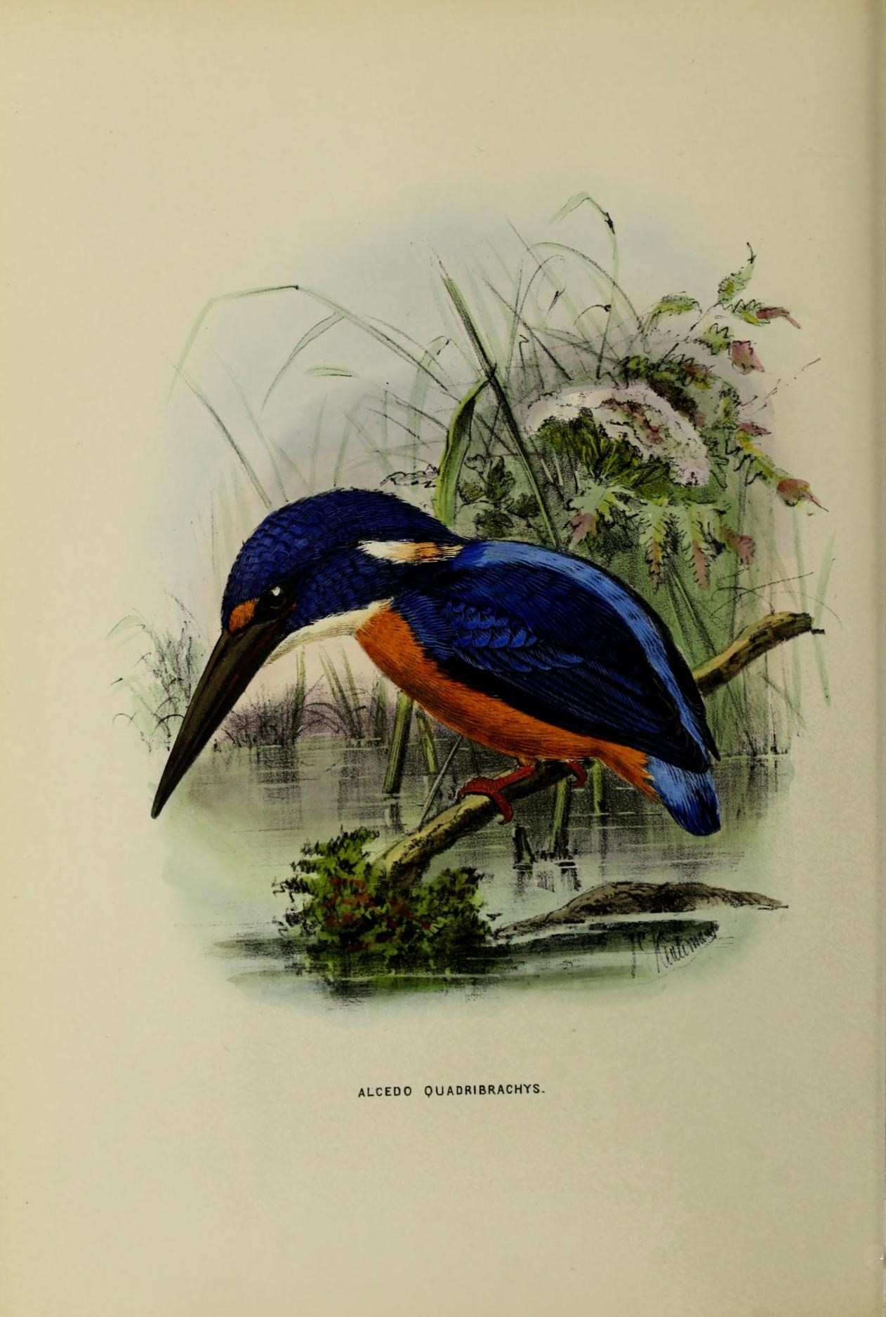 Alcedinidae