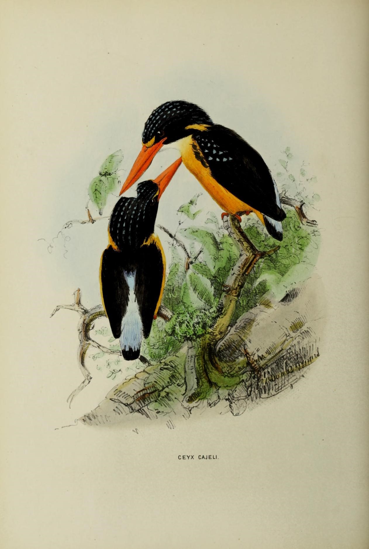 Alcedinidae
