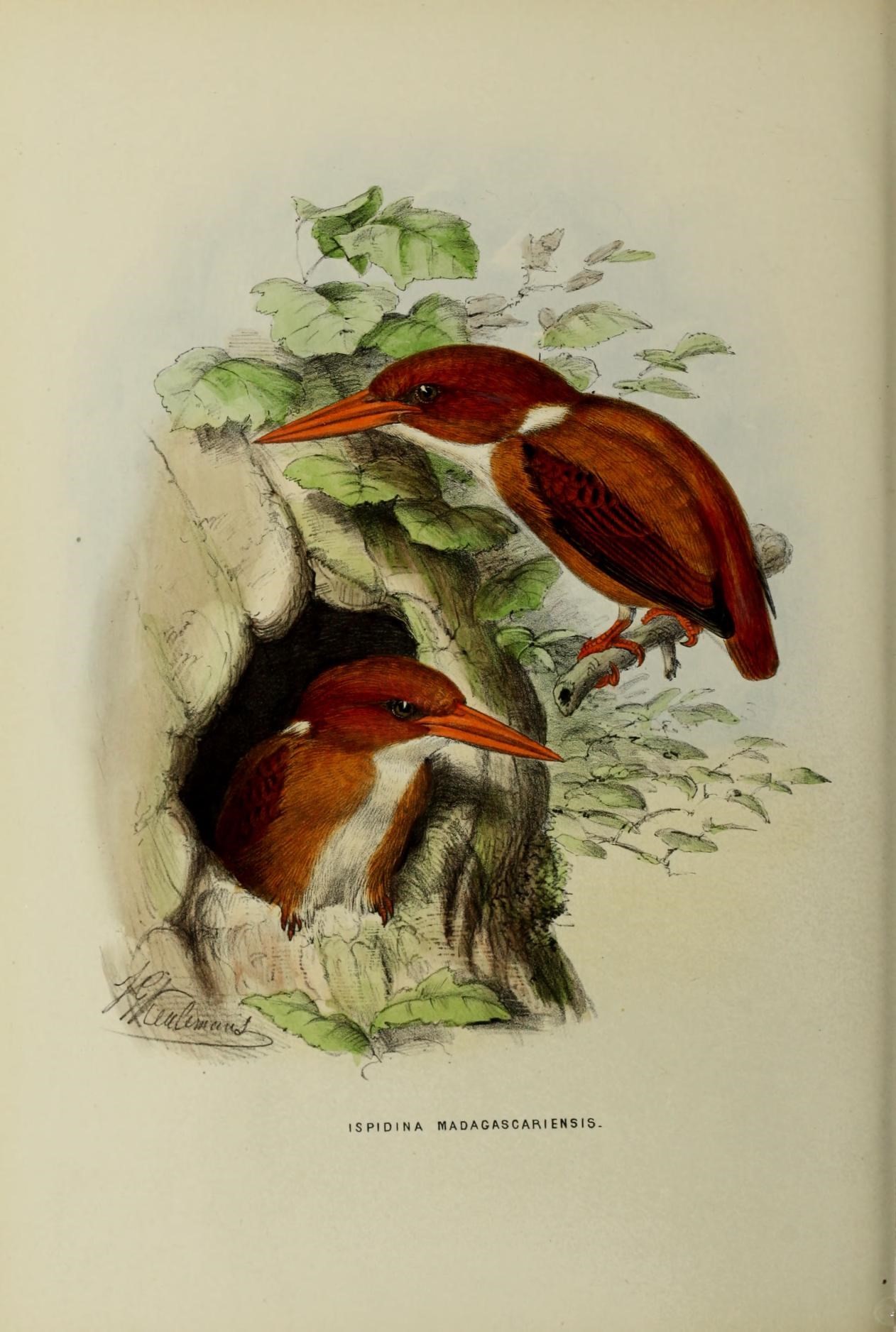 Alcedinidae