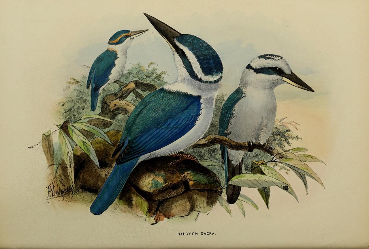 Alcedinidae