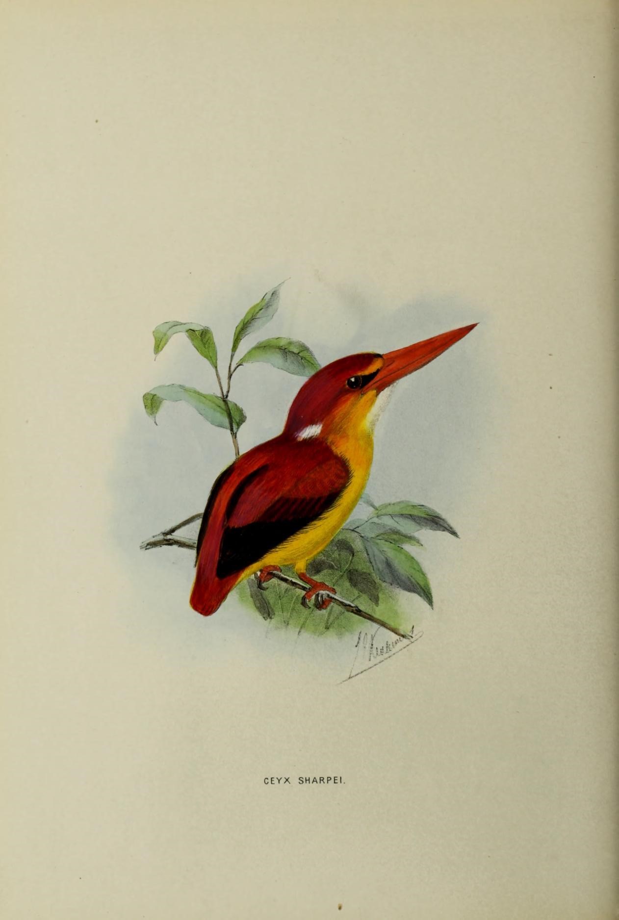 Alcedinidae