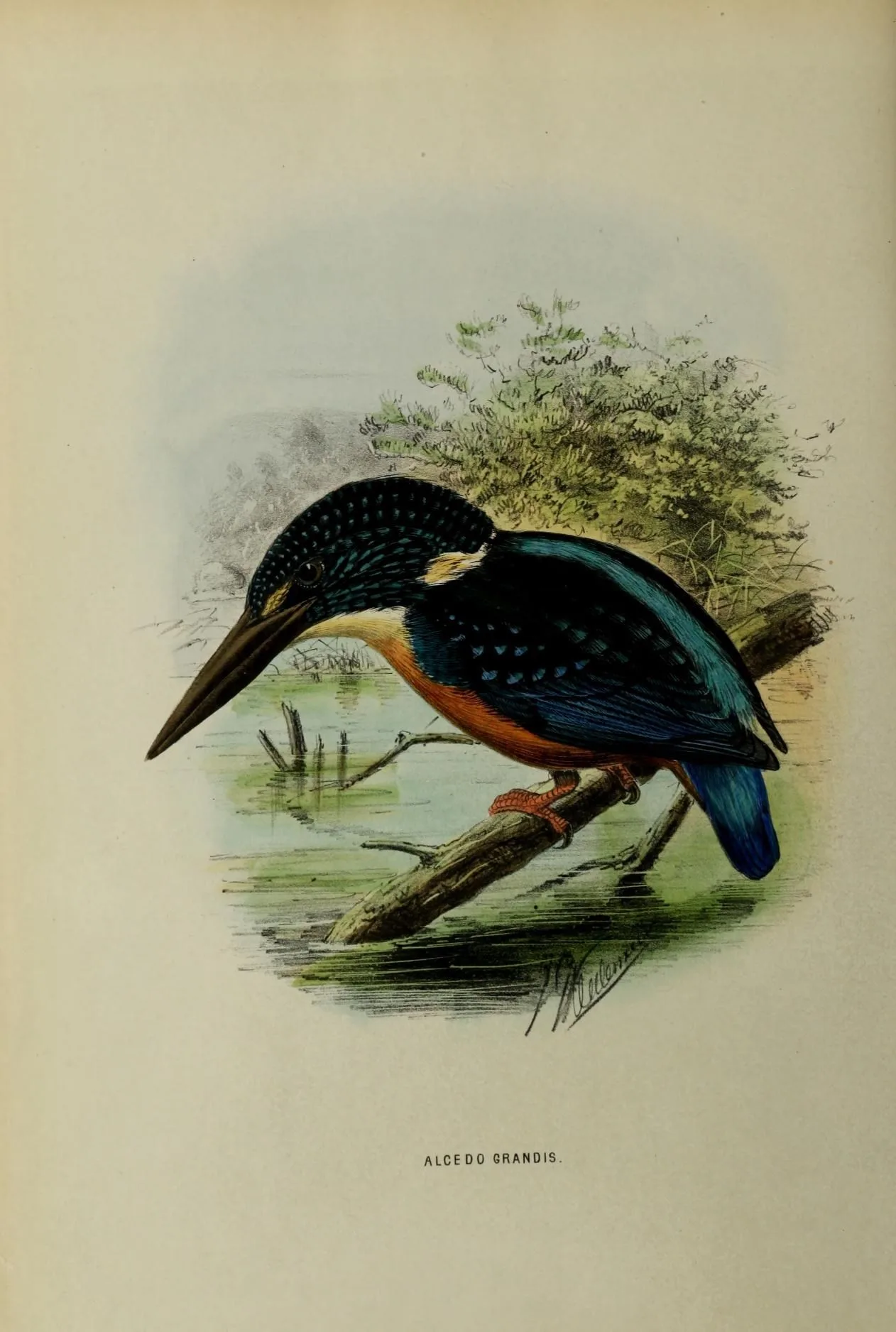 Alcedinidae