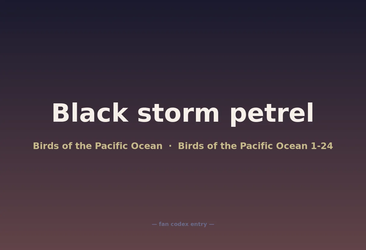 Black storm petrel
