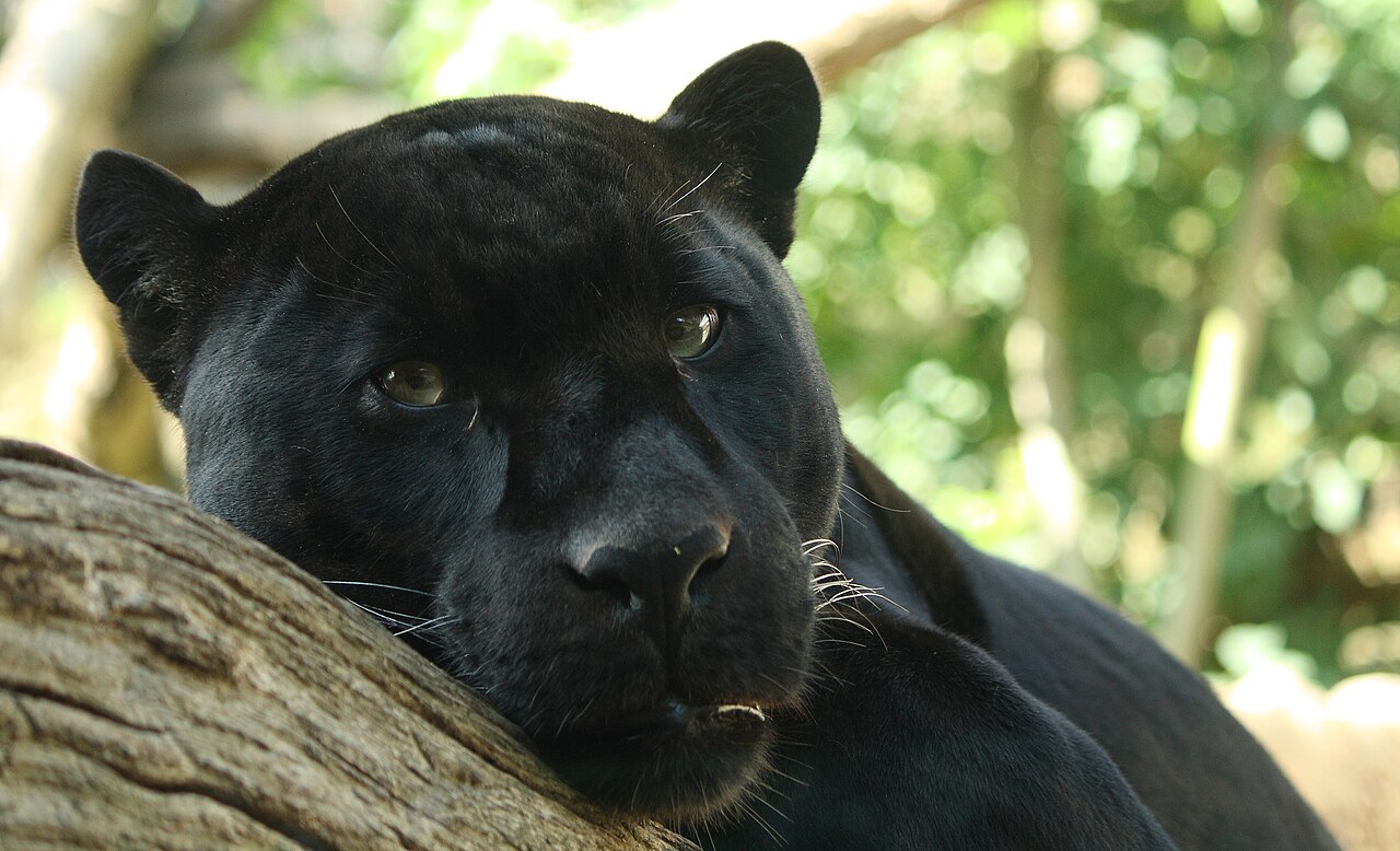 Black Panther: Who is the Black Panther?