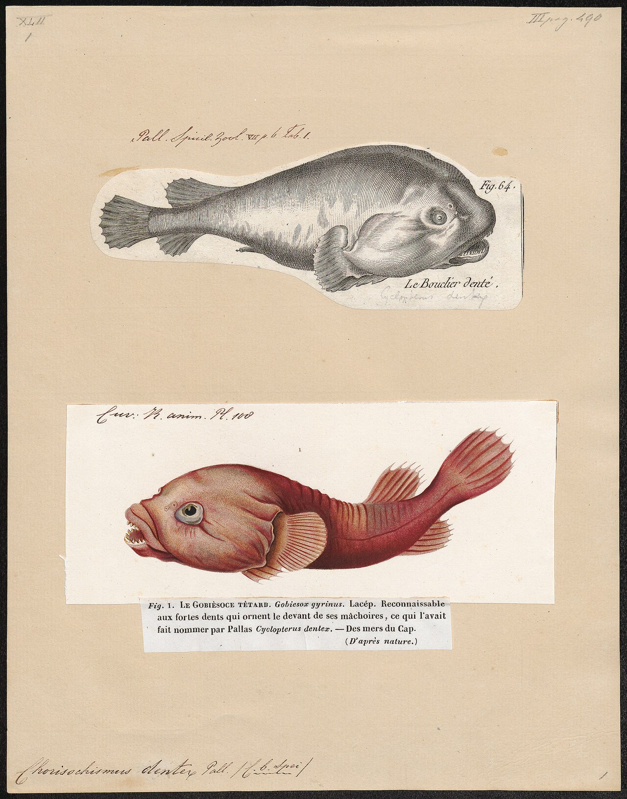 Chorisochismus