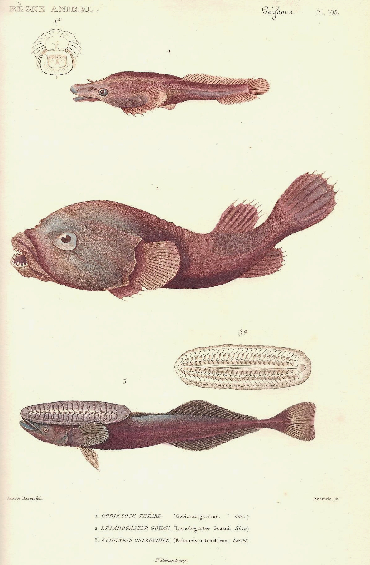 Lepadogaster