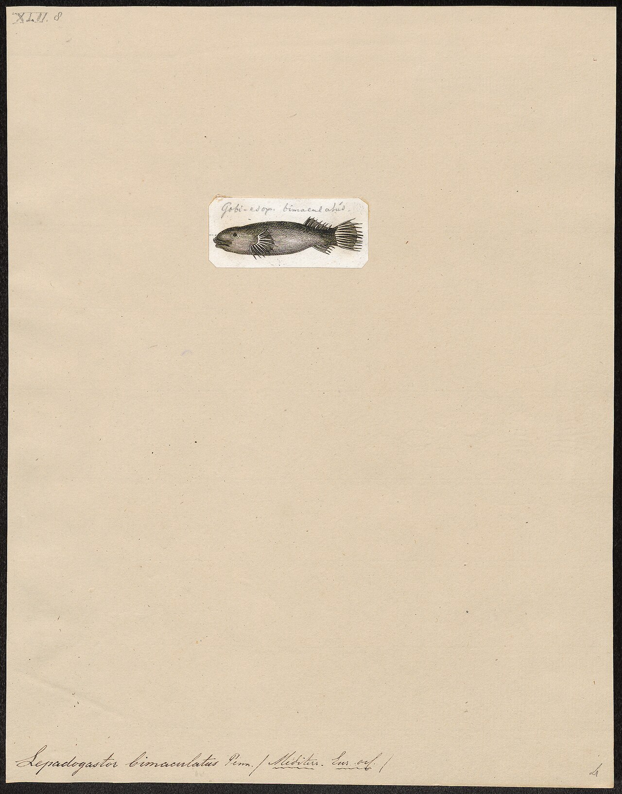 Lepadogaster