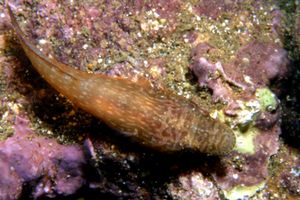 Lepadogaster