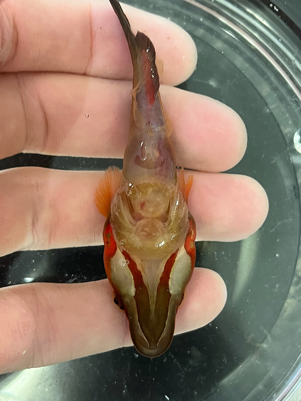 Lepadogaster
