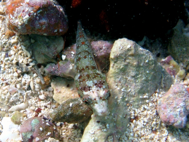 Lepadogaster
