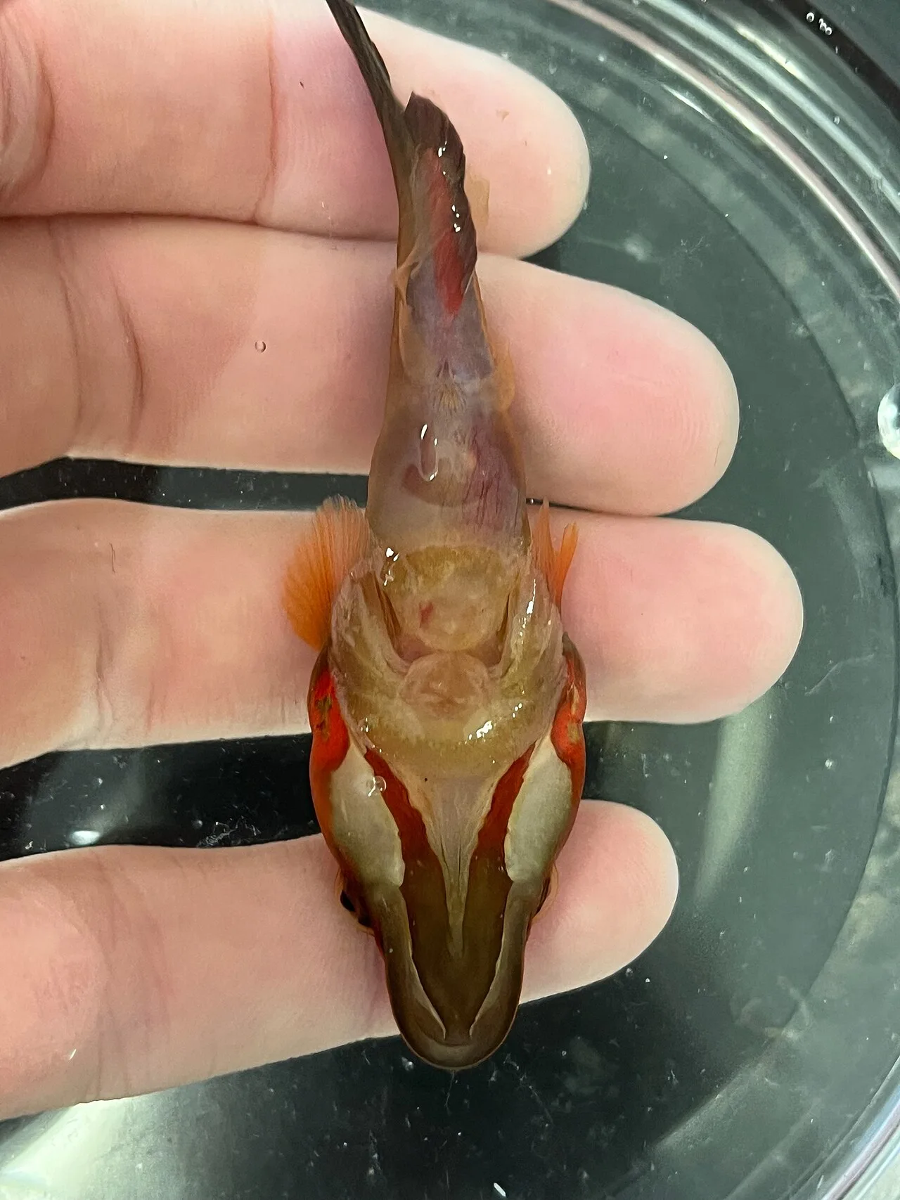 Lepadogaster
