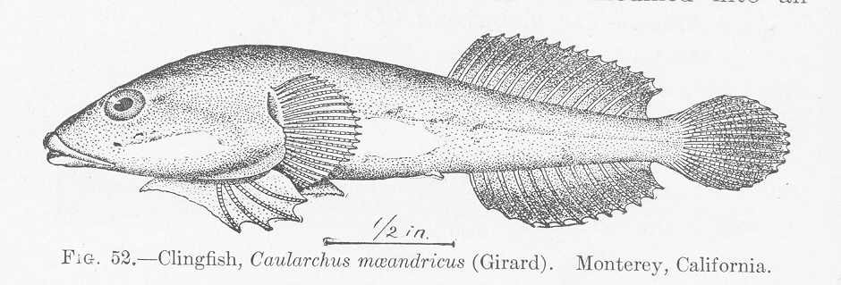 Northern clingfish