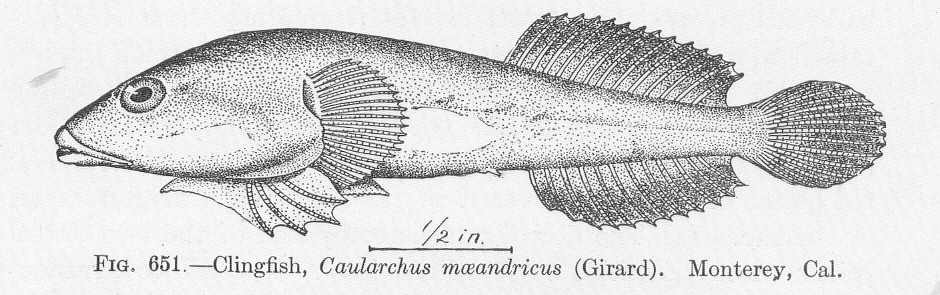 Northern clingfish