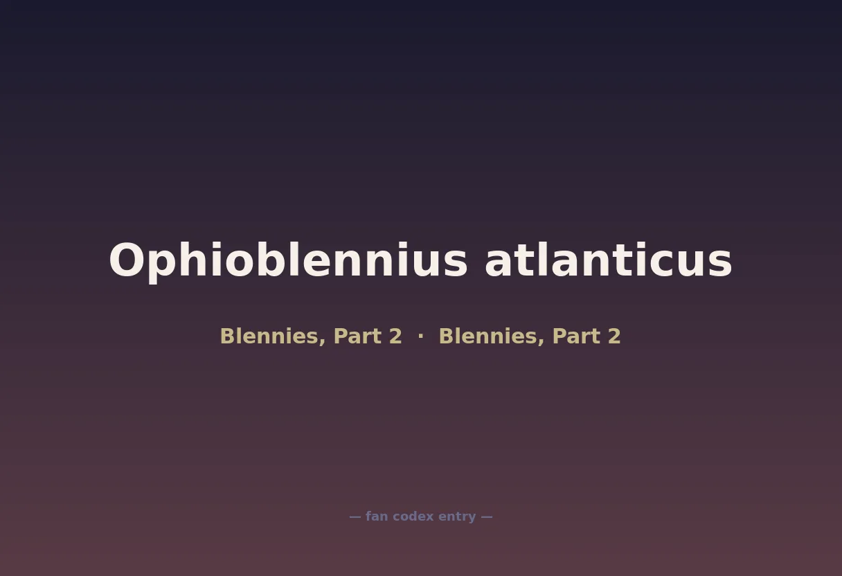 Ophioblennius atlanticus