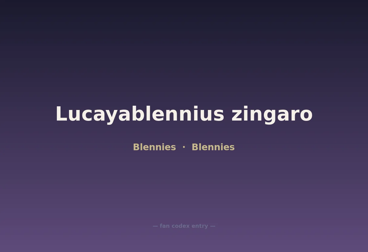 Lucayablennius zingaro