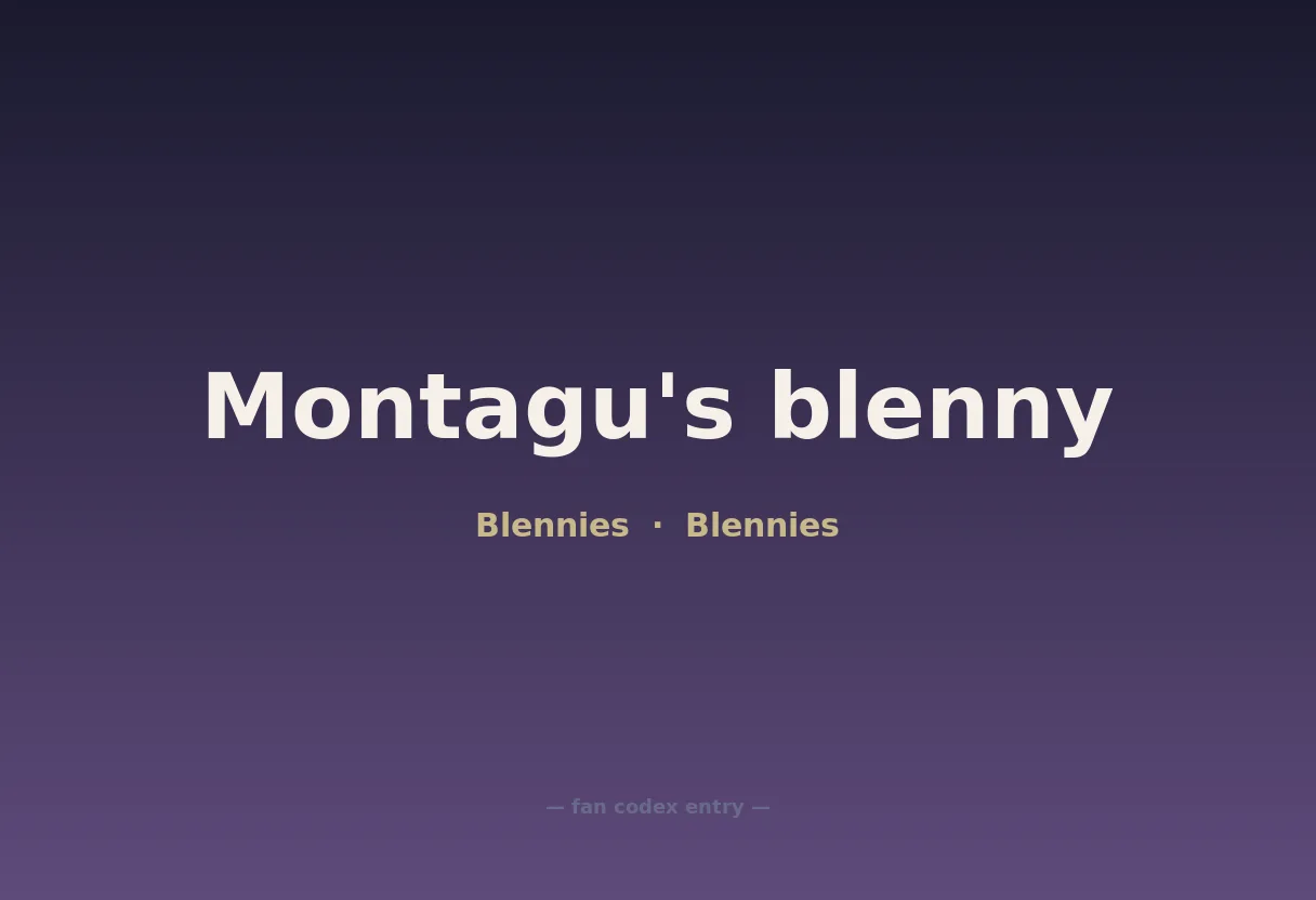 Montagu's blenny