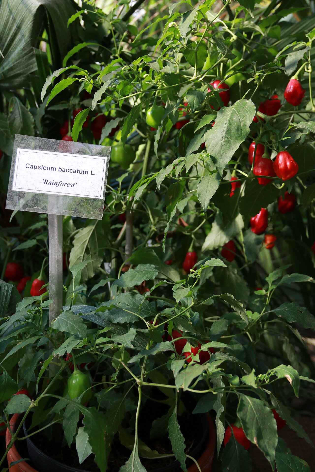 Capsicum baccatum