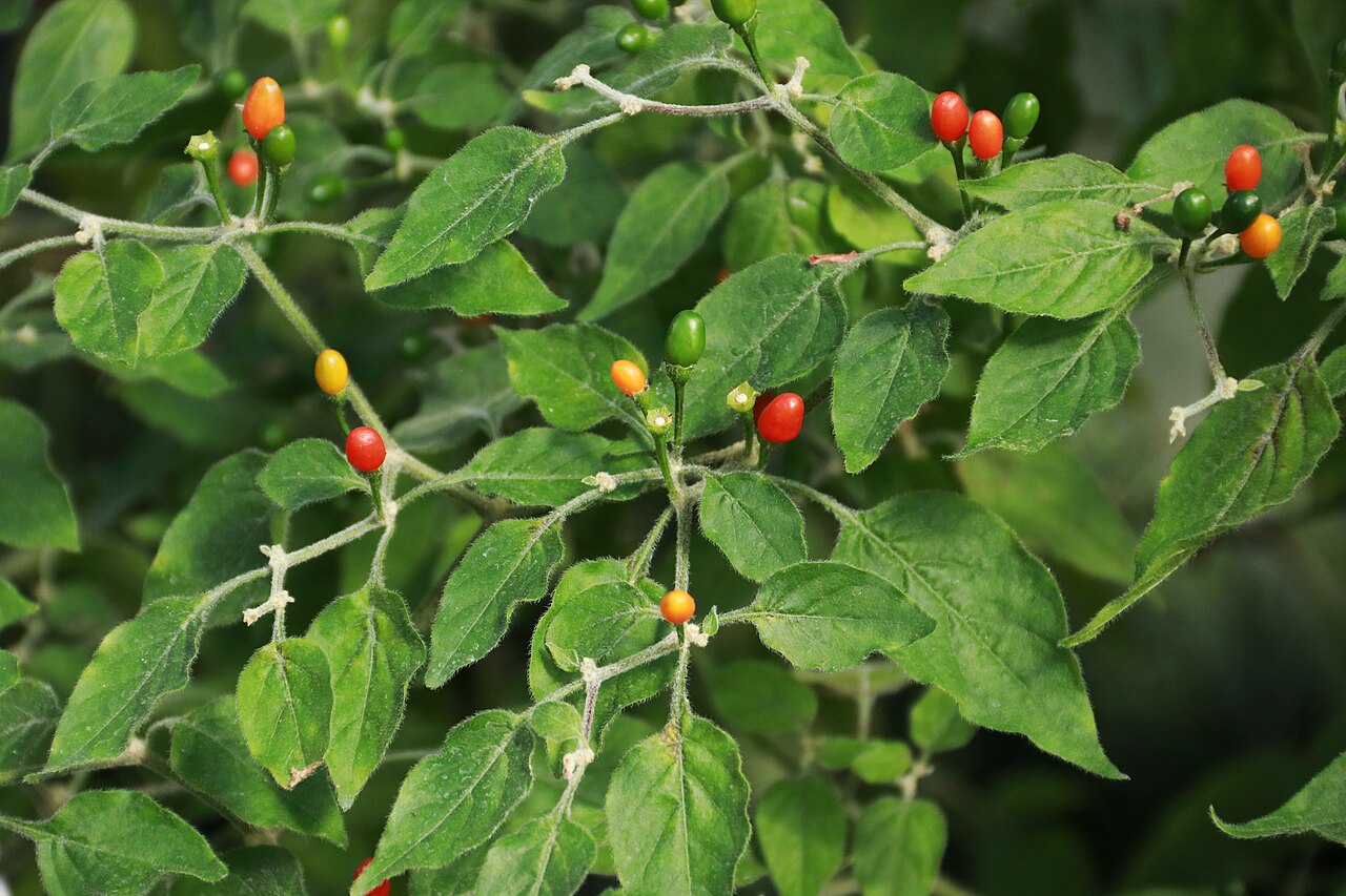 Capsicum baccatum