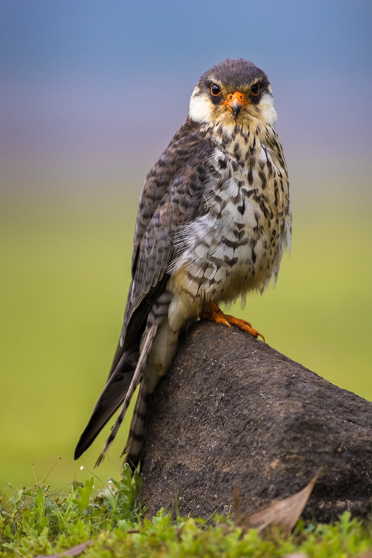 ZVI Falcon