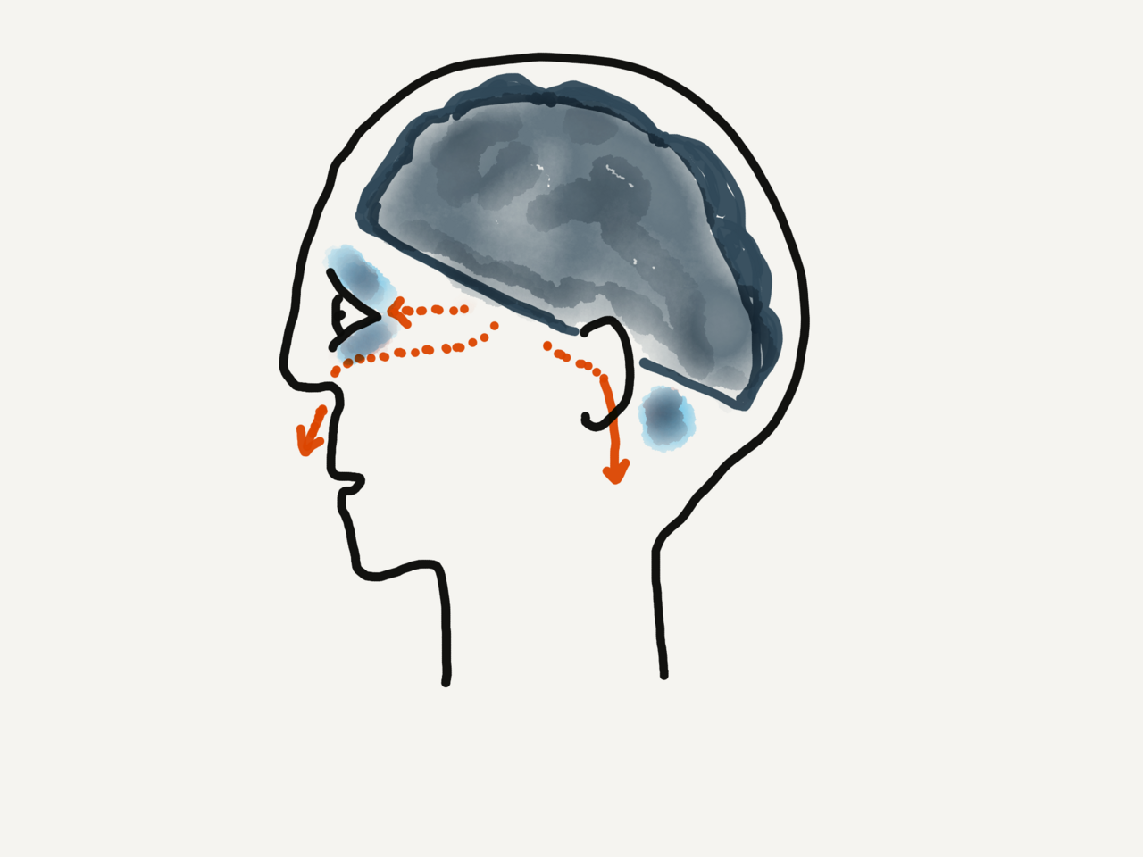 Basilar skull fracture
