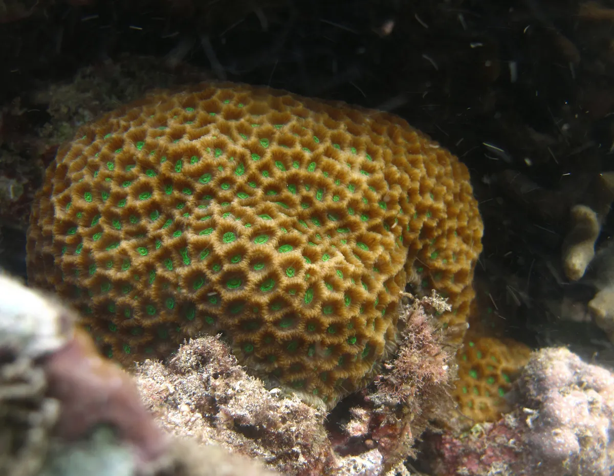 Favites pentagona
