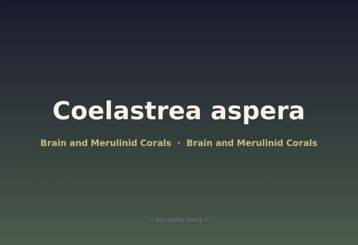 Coelastrea aspera