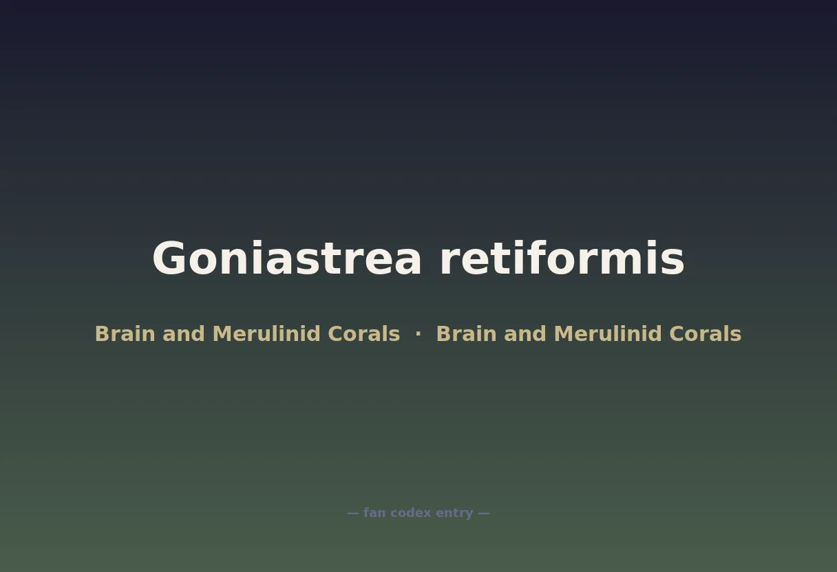 Goniastrea retiformis
