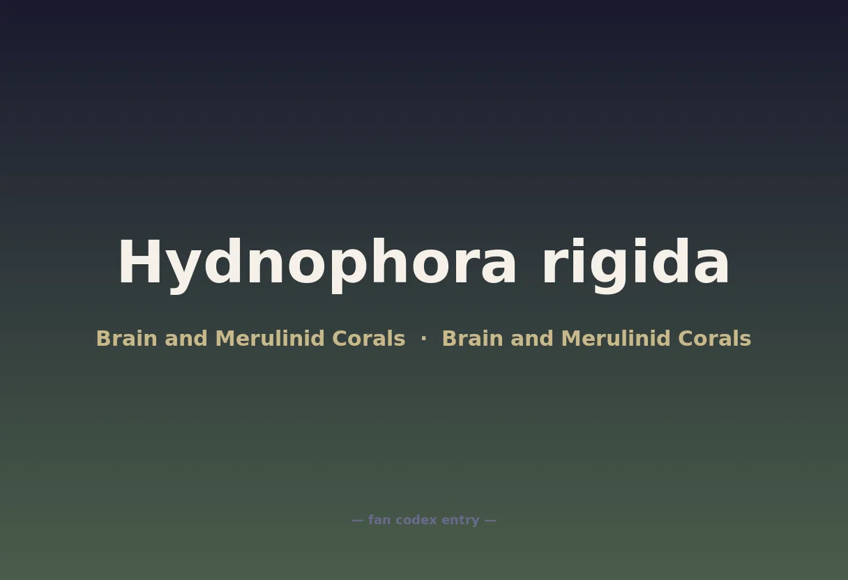 Hydnophora rigida