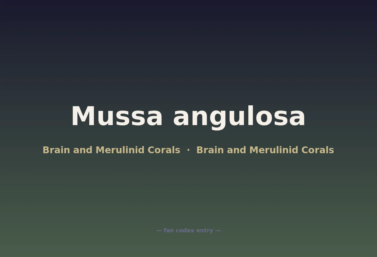 Mussa angulosa