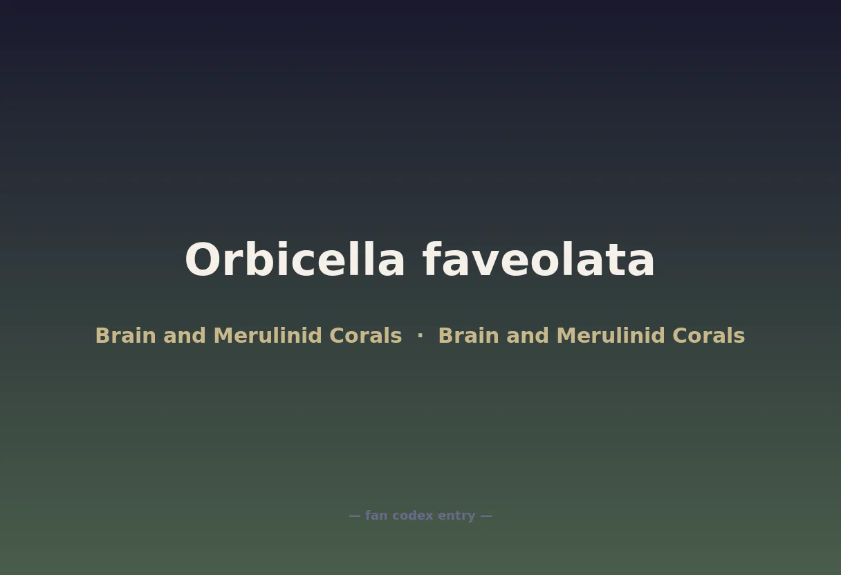 Orbicella faveolata