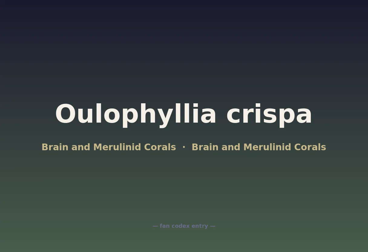 Oulophyllia crispa