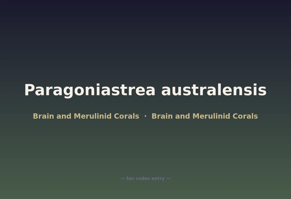Paragoniastrea australensis