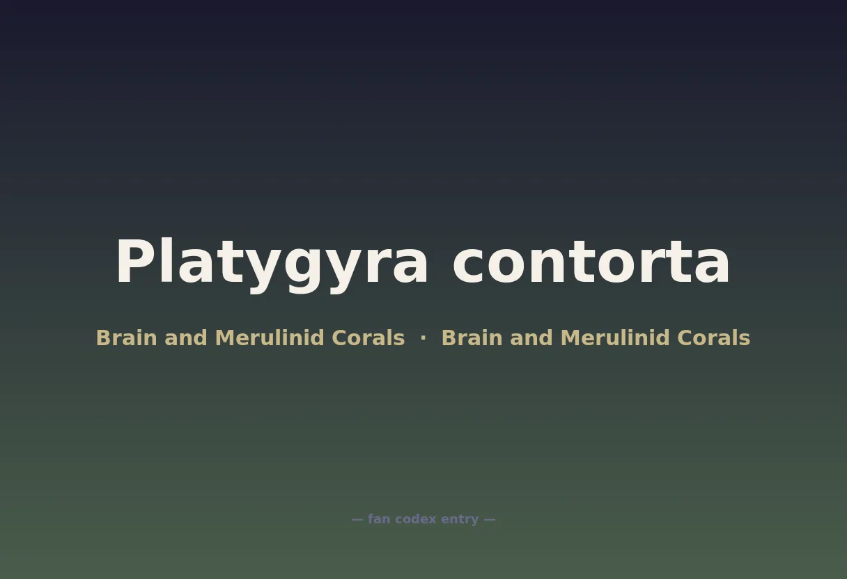 Platygyra contorta