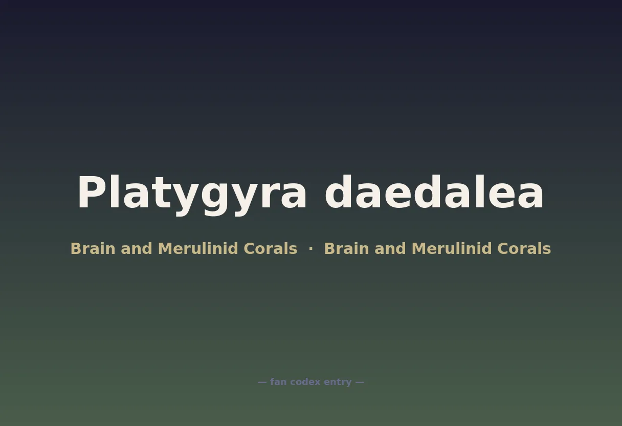 Platygyra daedalea
