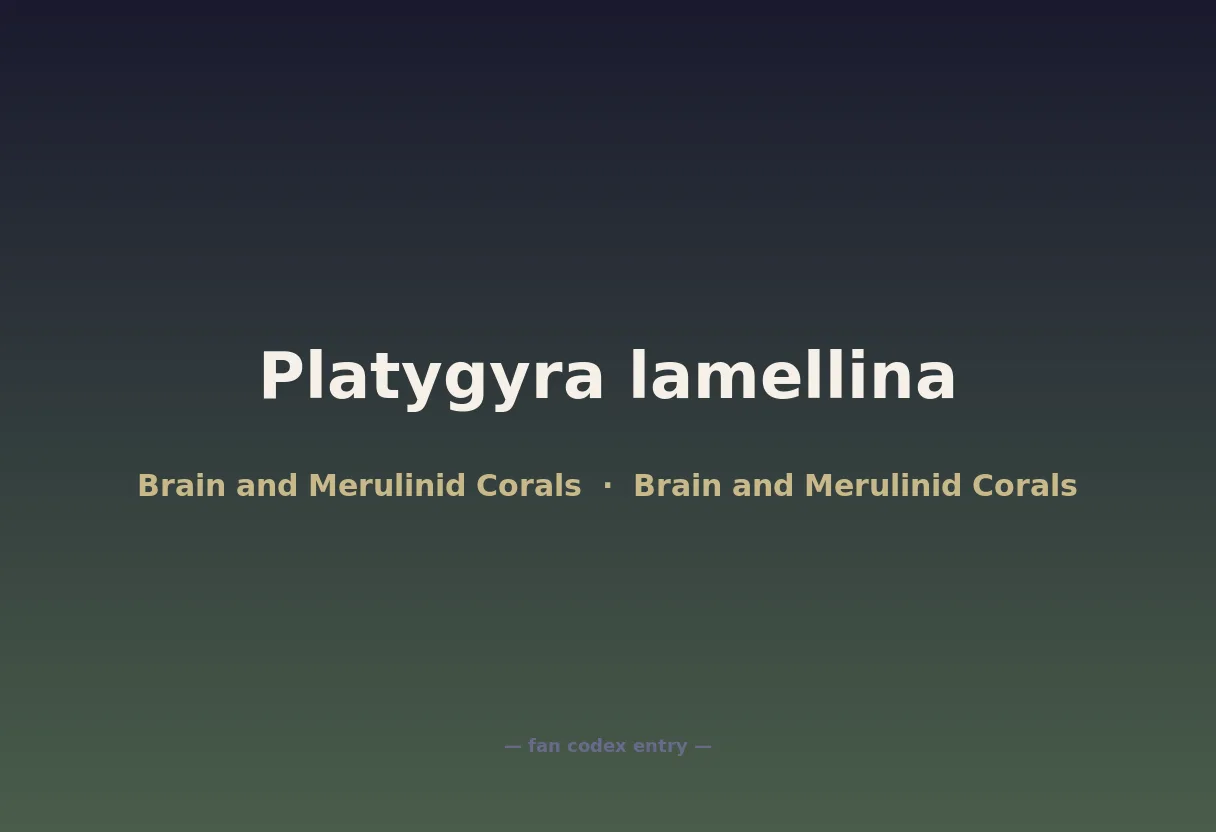 Platygyra lamellina