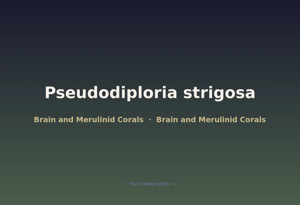 Pseudodiploria strigosa