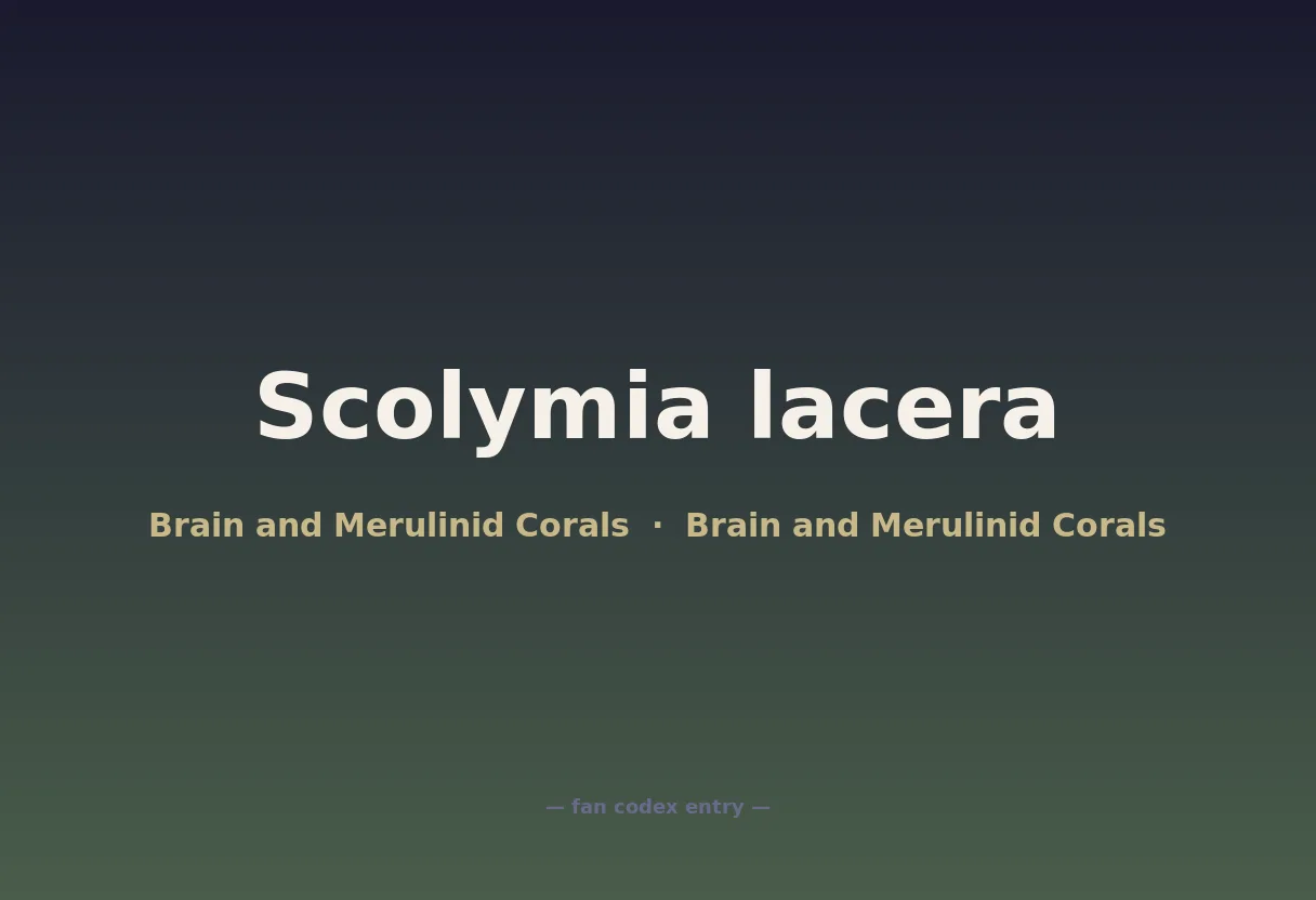 Scolymia lacera