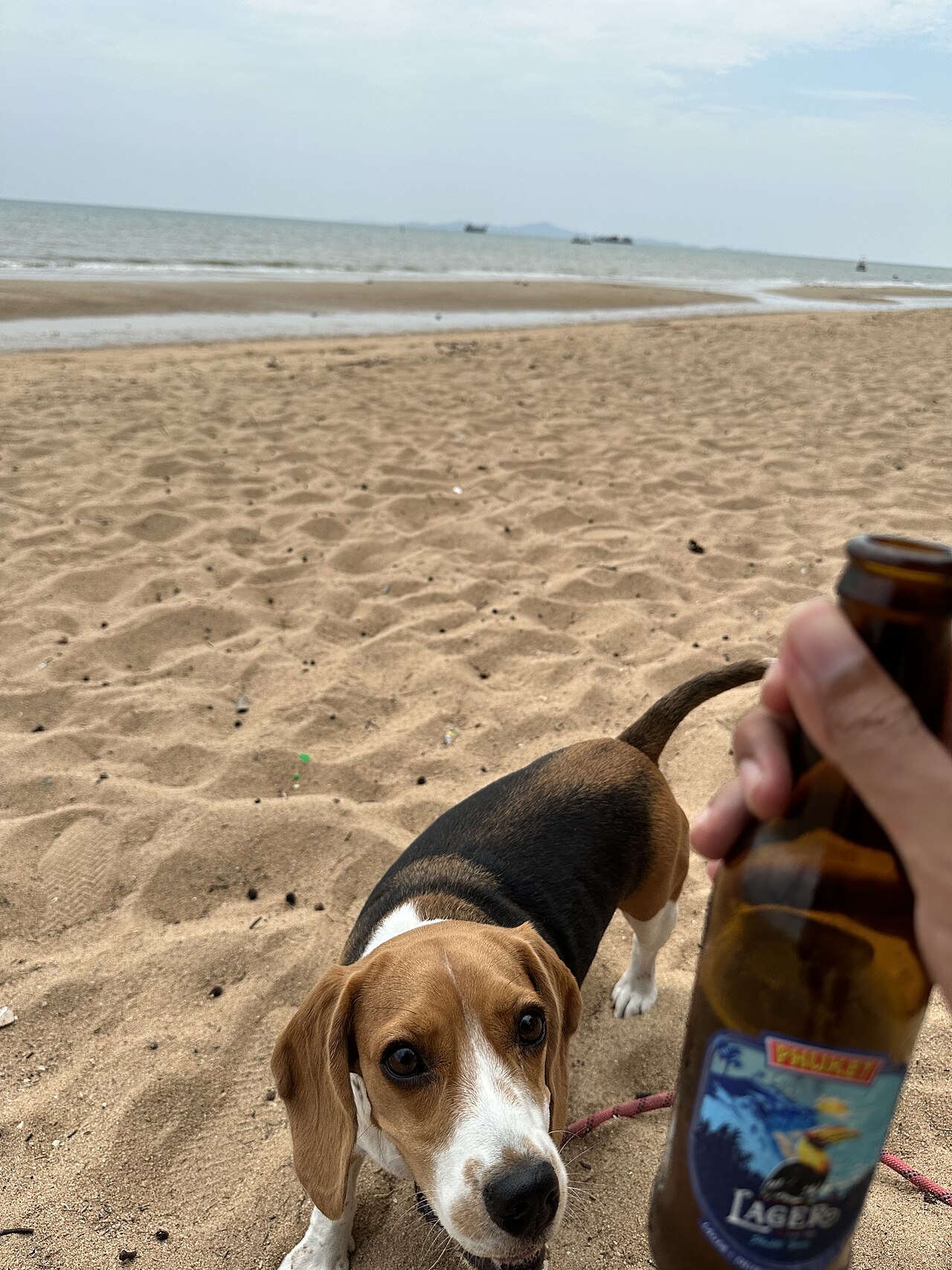 Beagle looking at beer at the beach