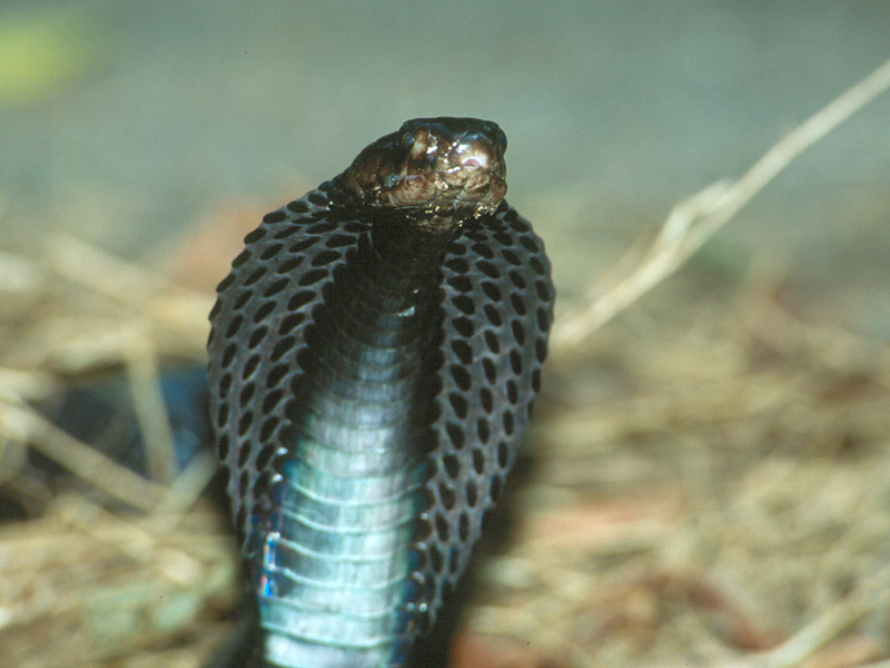The Golden Cobra