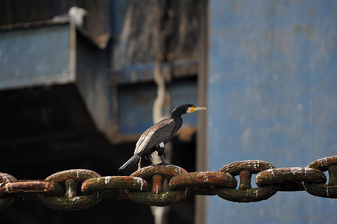 Cormoran