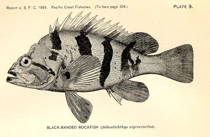 Black Coast (band)