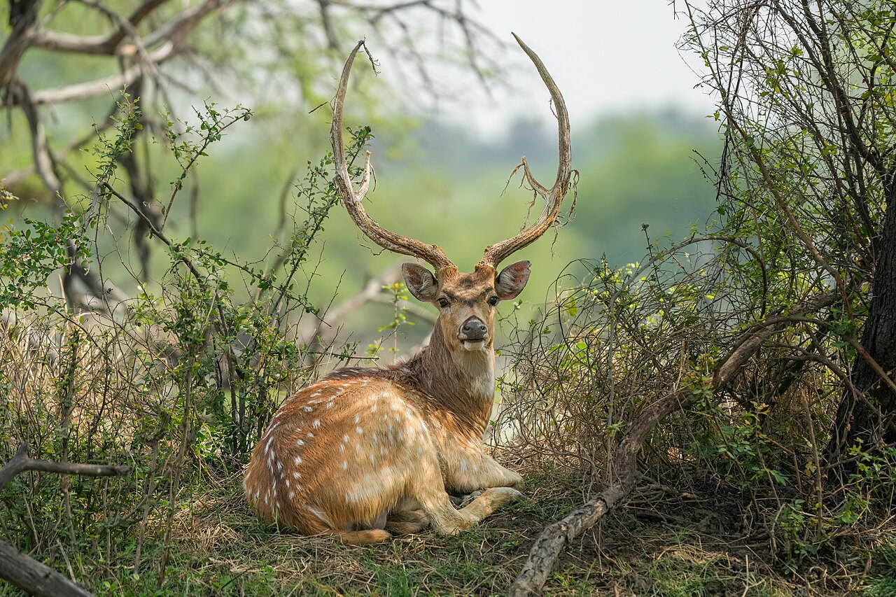 Animal Park